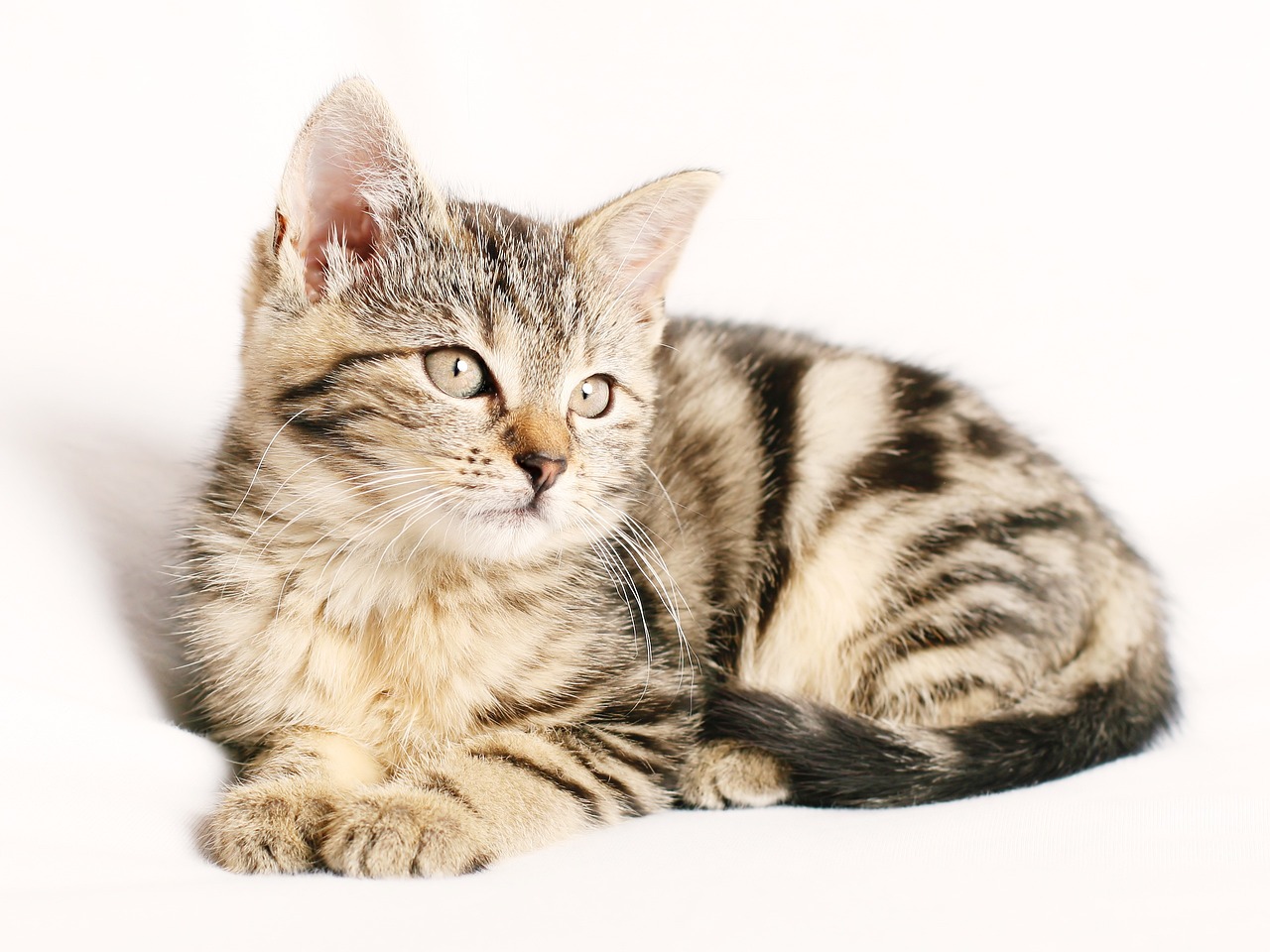 tanda kucing akan mati