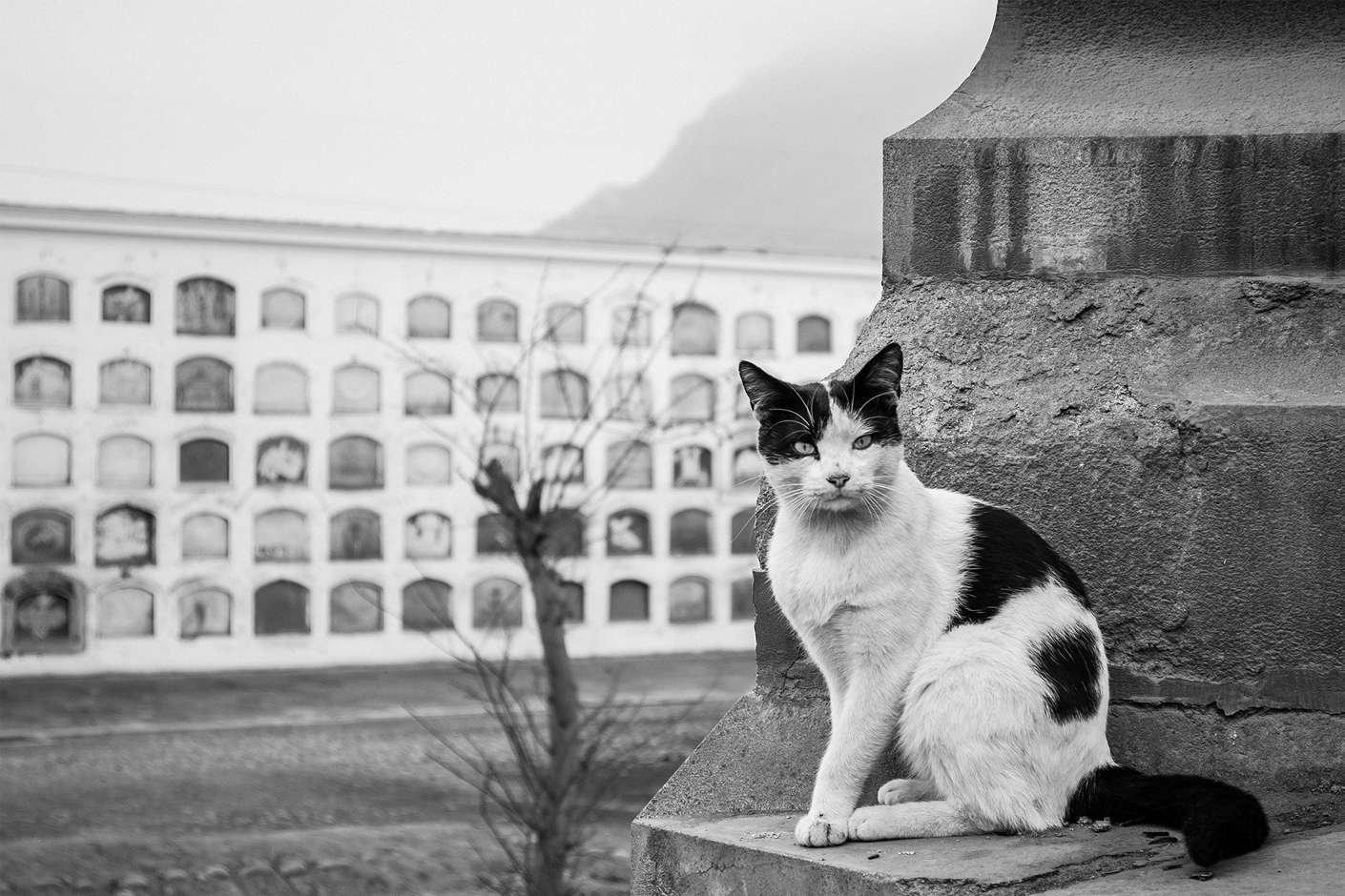 Mari Kenang Anabul dengan Pet Memorial Berikut Ini!