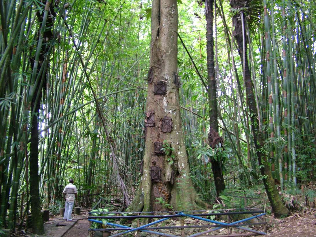 baby tree burial