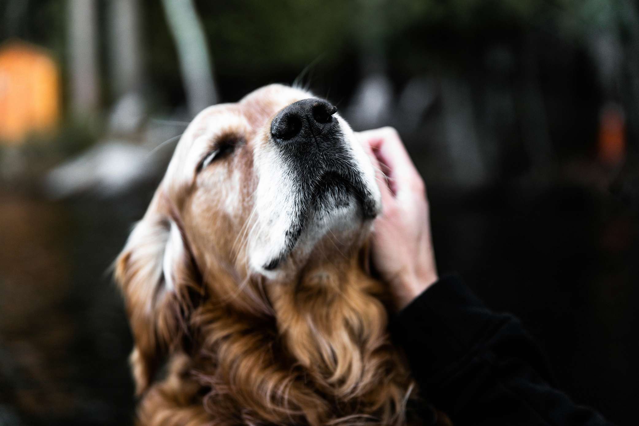 pet cremation jakarta